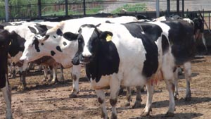 ��������mr��(�й���)�ٷ���վ