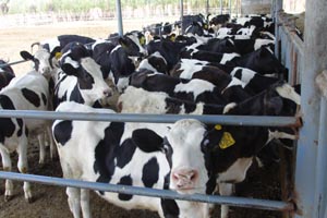 ��������mr��(�й���)�ٷ���վ