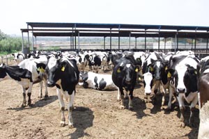 ��������mr��(�й���)�ٷ���վ